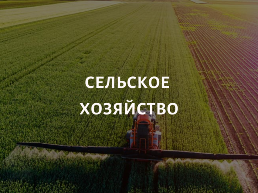 Сельское хозяйство